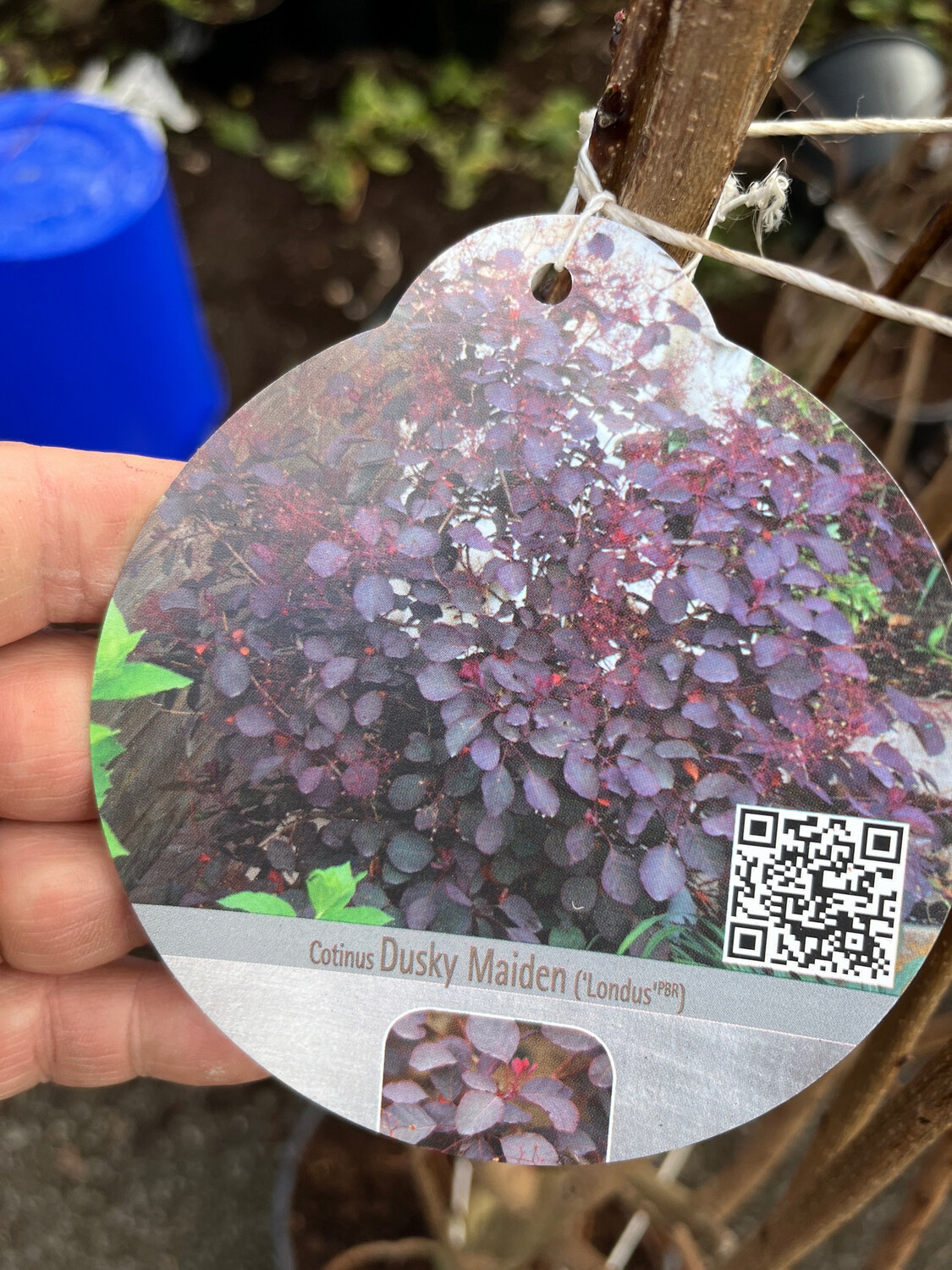 Cotinus Dusky Maiden (MEDIUM)