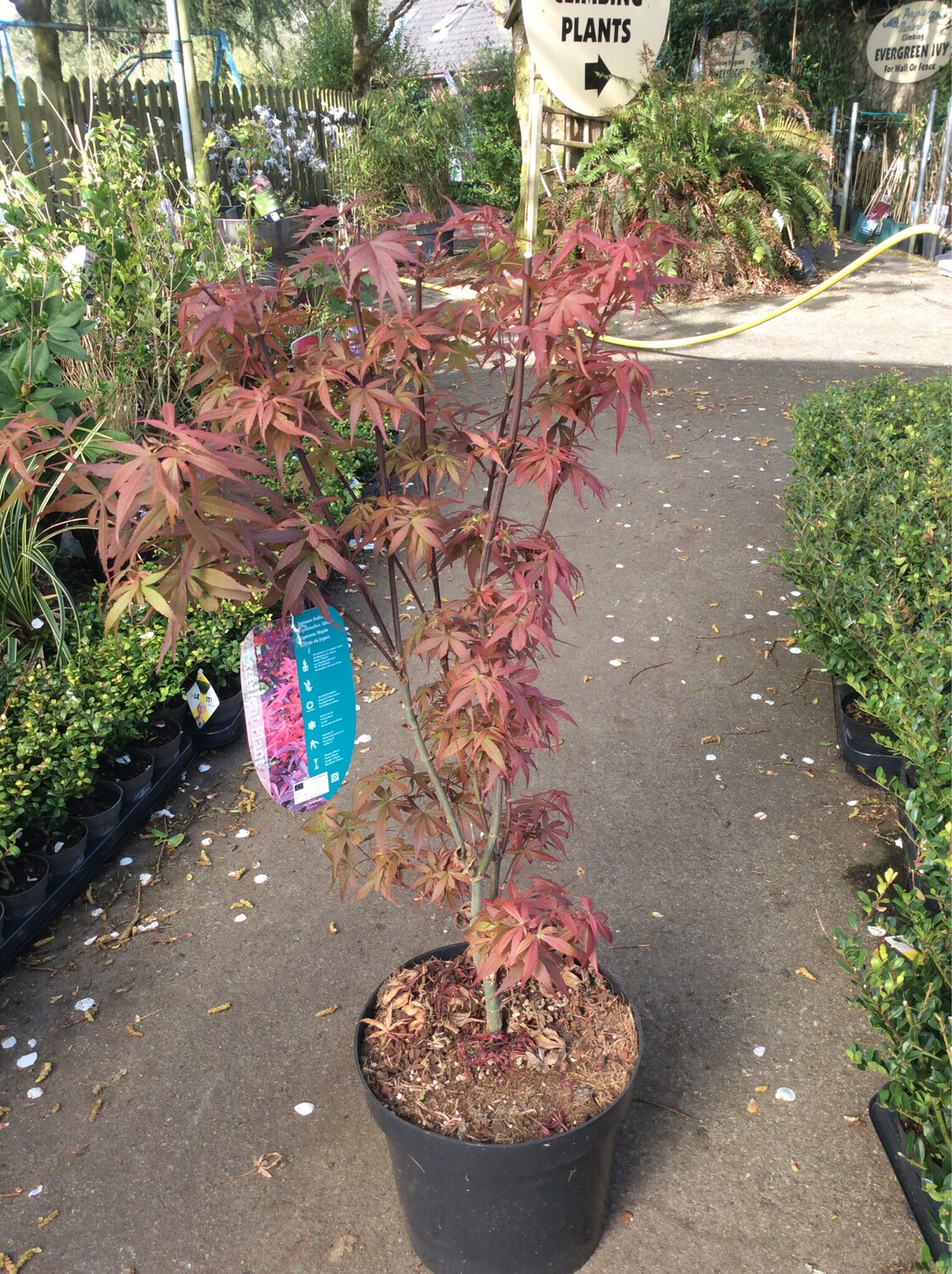 acer-palmatum-japanese-maple-skeeters-broom