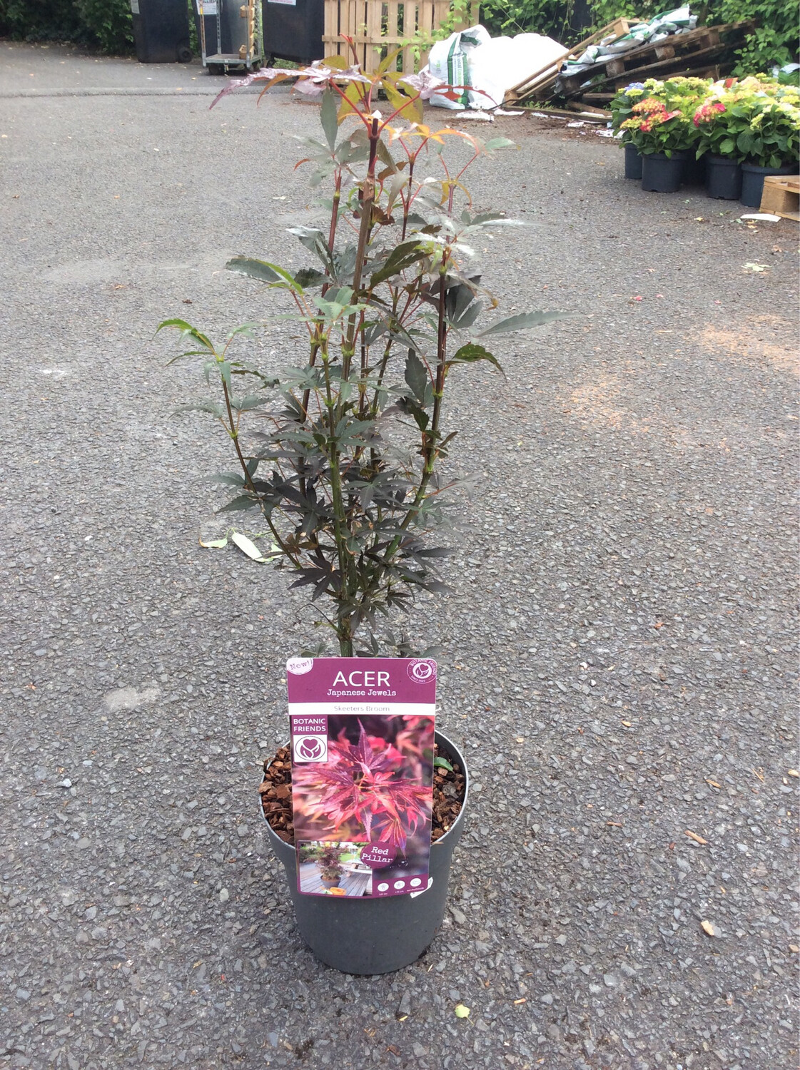 Acer palmatum Japanese Maple &#39;Skeeters Broom&#39;