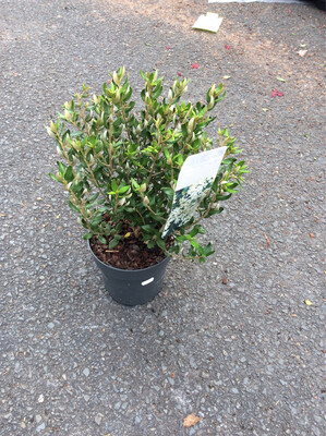 New Zealand Daisy Bush - Olearia haastii