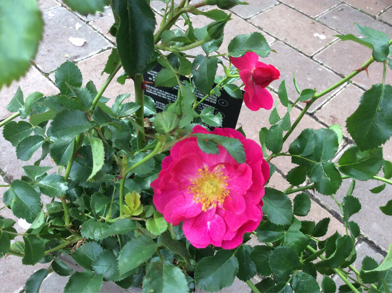 Ground Cover Rose  Hotline
