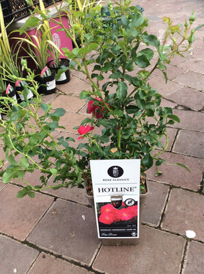 Ground Cover Rose  Hotline