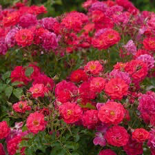 Bush/Shrub Roses