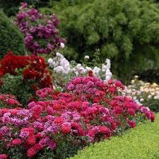 Ground Cover Roses