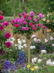 Standard Roses