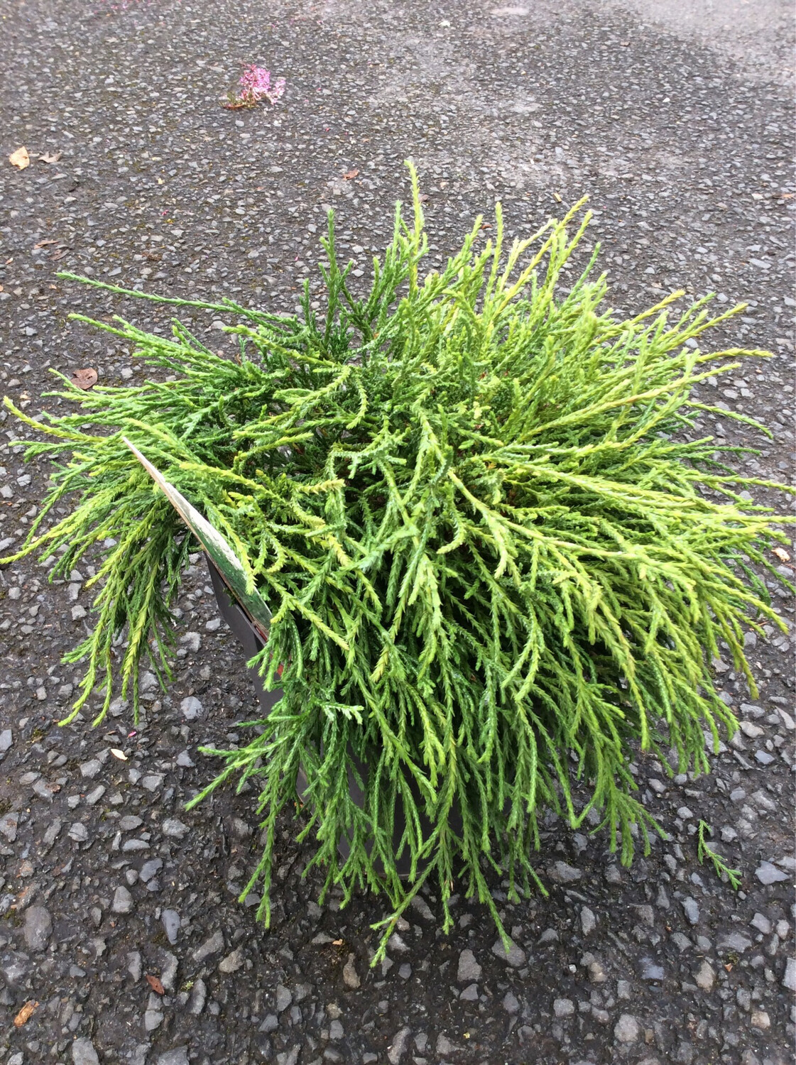The Petting Conifer  - Chamaecyparis Pisifera Filifera Nana