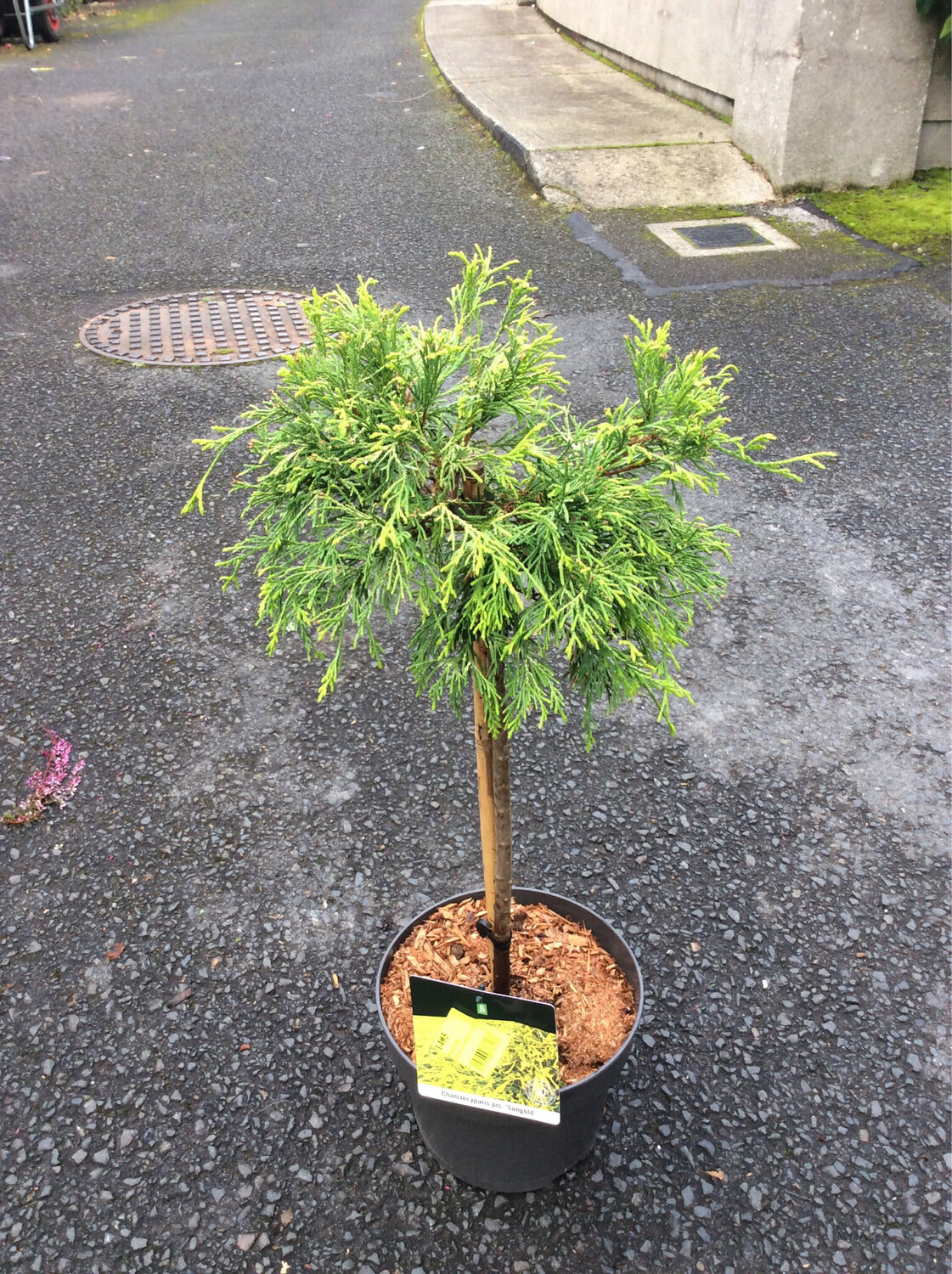 False Cypress ‘Sungold’ on Stem
