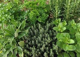 Herbs