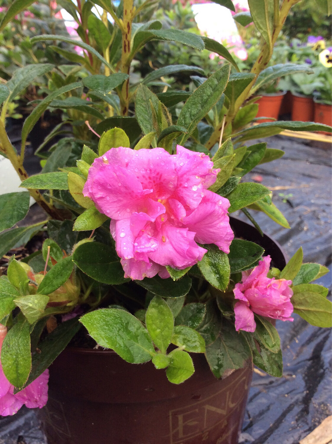 Azalea Encore &#39;Majesty&#39;