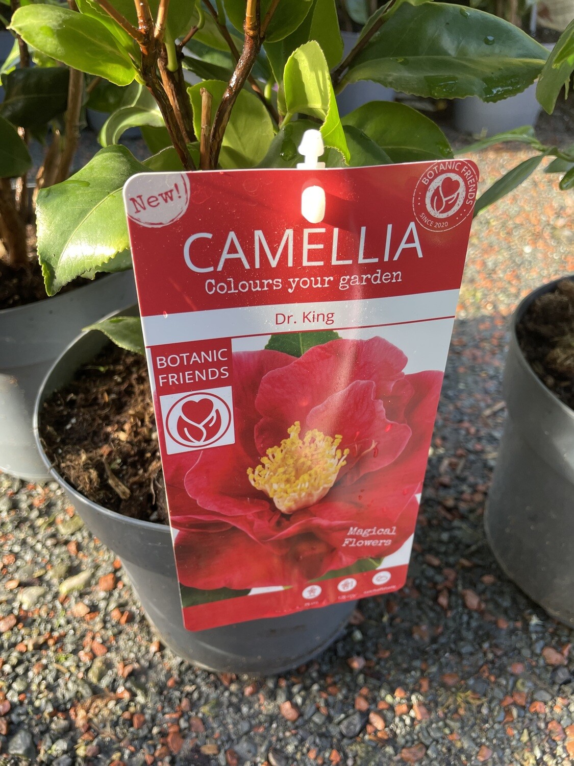 Camellia Dr. King