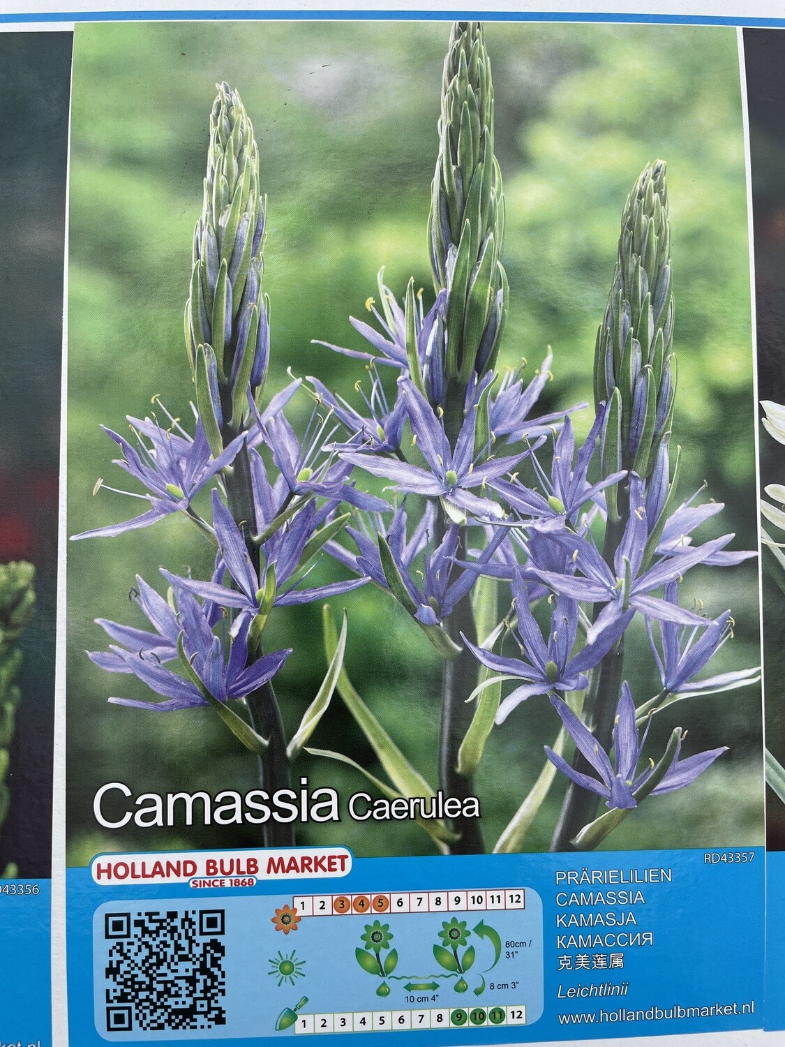 1 Camassia Caerulea Bulb