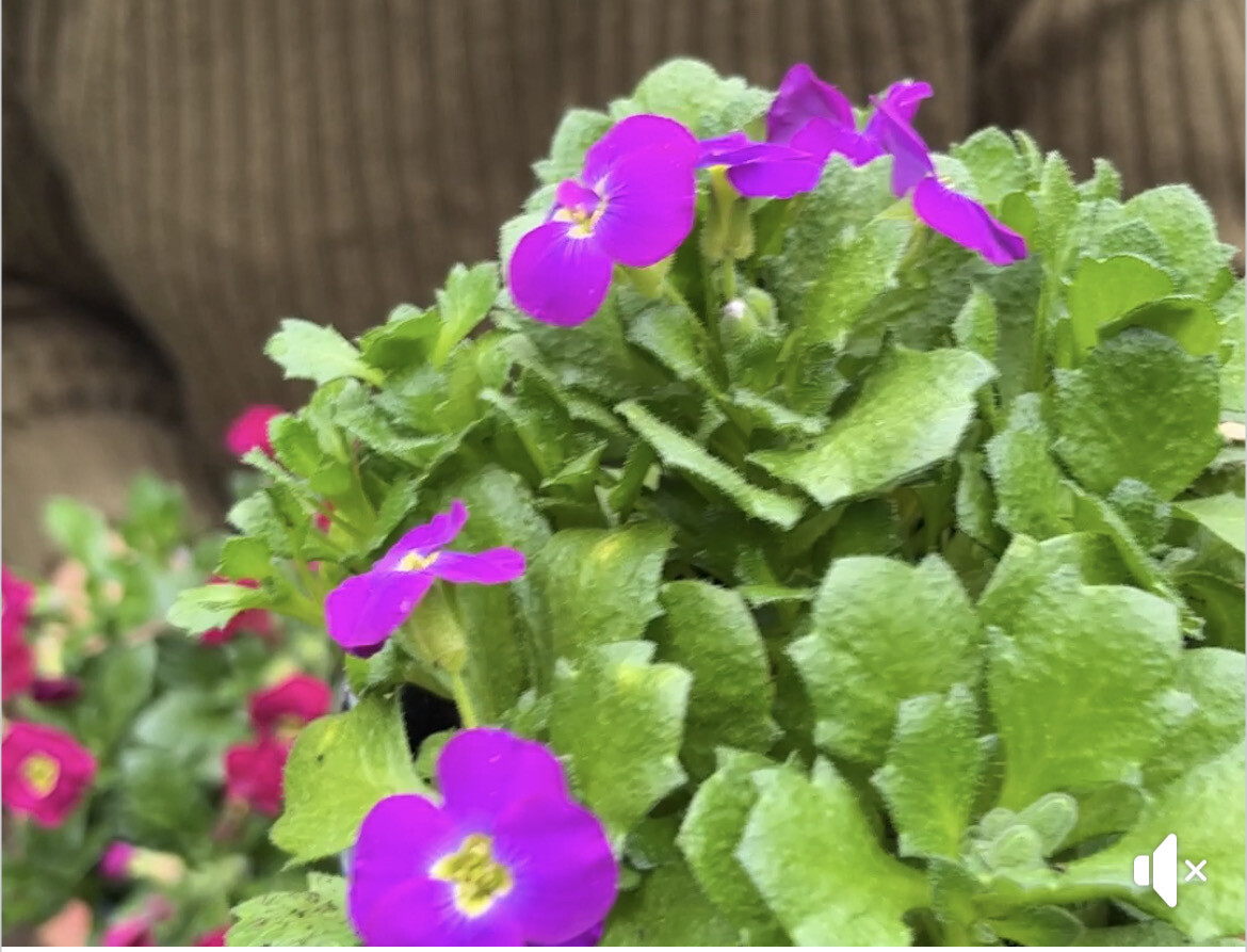 PURPLE ROCK CRESS. AUBRETIA AXCENT ,PURPLE CASCADE tough hardy Rock Cress that loves spilling  over walls and kerbs ...smothered in purple flowers and lasts forever!