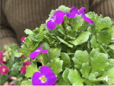 PURPLE ROCK CRESS. AUBRETIA AXCENT ,PURPLE CASCADE tough hardy Rock Cress that loves spilling  over walls and kerbs ...smothered in purple flowers and lasts forever!
