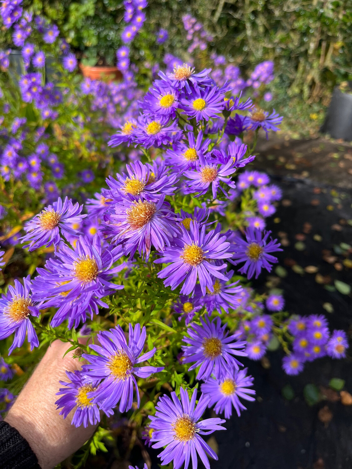 Aster Purple Charm ,TALL flowers from August until November and lasts for years Strong Pot Grown