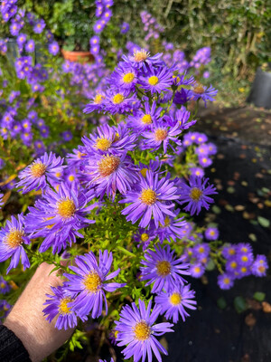 Aster Purple Charm ,TALL flowers from August until November and lasts for years Strong Pot Grown