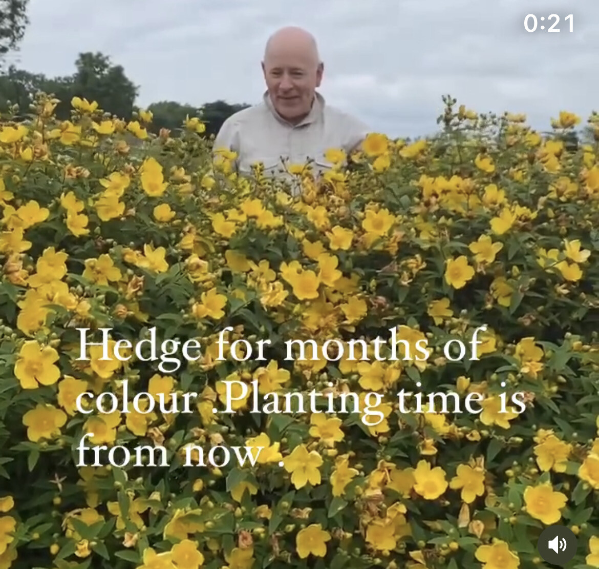 HYPERICUM GOLDEN KING  EXTRA STRONG SIZE hardy evergreen shrub with months of yellow flowers strong Pot Grown Plants ,,Perfect Informal hedge ! Plant 3 Ft (90cm)apart