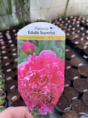 Paeonia &#39;Edulis Superba&#39;
