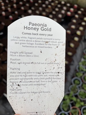 Paeonia 'Honey Gold' Hardy Fragrant Paeonia for pots or beds . Don’t expect flowers in its first year .