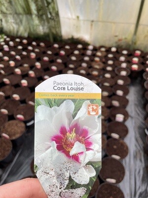 Itoh Paeonia &#39;Cora Louise&#39;
