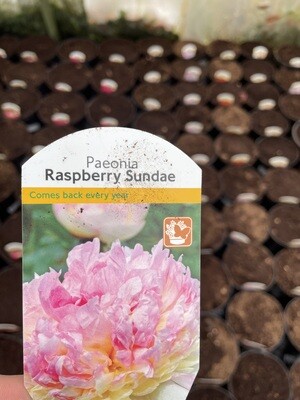 Paeonia 'Raspberry Sundae'