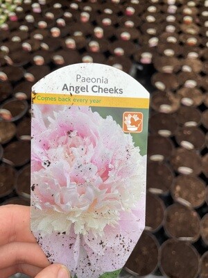 Paeonia &#39;Angel Cheeks&#39; PAEONIA “ANGEL CHEEKS “ fragrant double pink flowers. Hardy long lived perennial! Planting time is from now .Do not expect flowers first year .