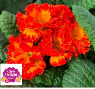 PRIMULA GIRL DELIGHT RED SHADES