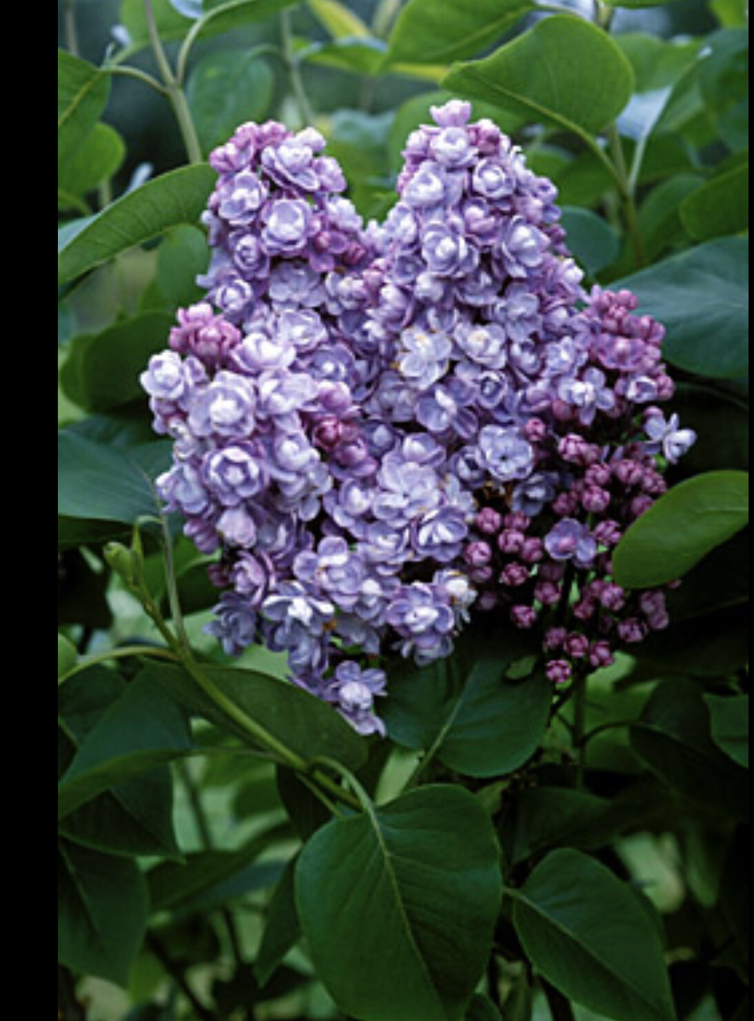 LILAC Michael Buchner fragrant Flowers of Cream and Purple .Small Garden Tree ....available as strong grafted trees