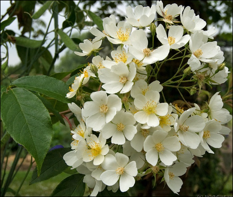 ROSE &#39;&#39;KIFTSGATE&#39;&#39; Fast growing and thrives on total and utter neglect . Fast growing . Climber for ,wall ,fence ,arch or for climbing into a tree or scrambling In a hedge