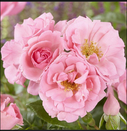 ROSE &#39;&#39;BANTRY BAY&#39;&#39;