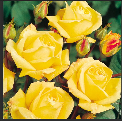 ROSE ''ARTHUR BELL''