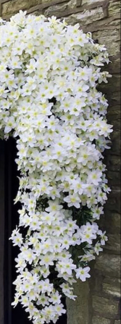 Clematis &#39;Avalanche&#39; EXTRA LARGE ..Hardy evergreen climber