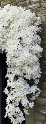 Clematis &#39;Avalanche&#39; EXTRA LARGE ..Hardy evergreen climber
