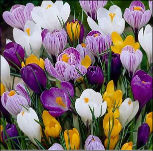 10 MIXED  CROCUS BULBS