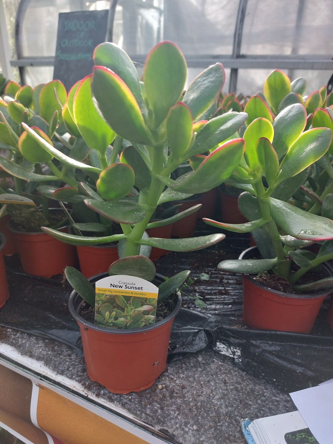 Money Plant Sunset …easy care succulent