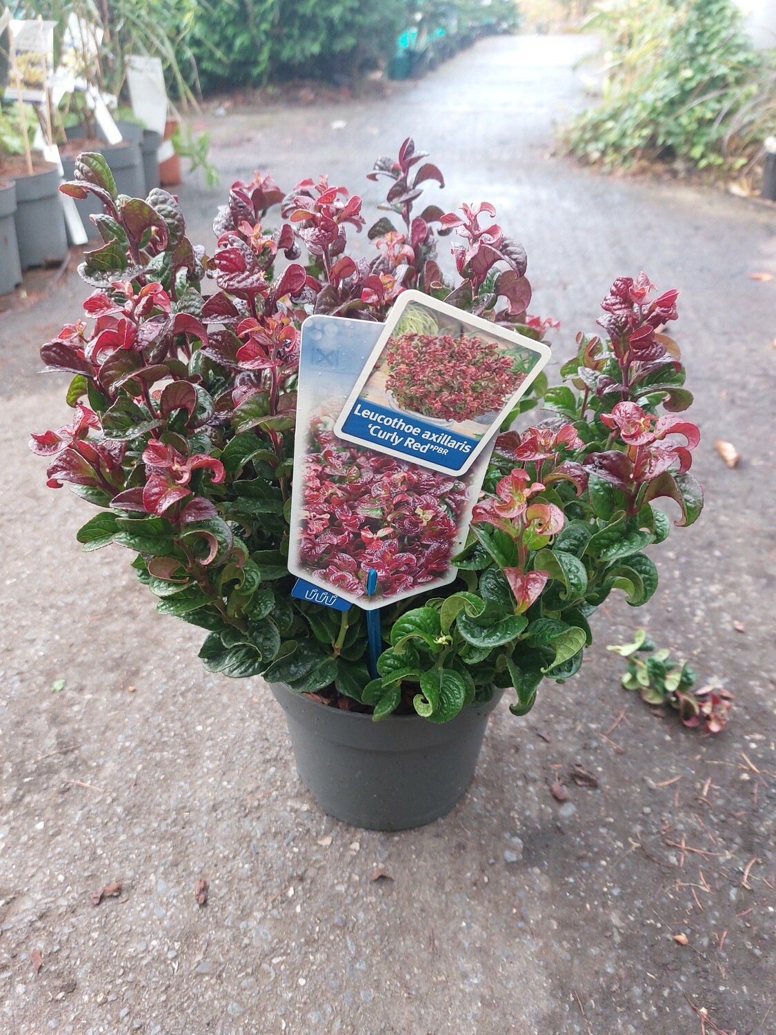Leucothoe &#39;Curly Red&#39;