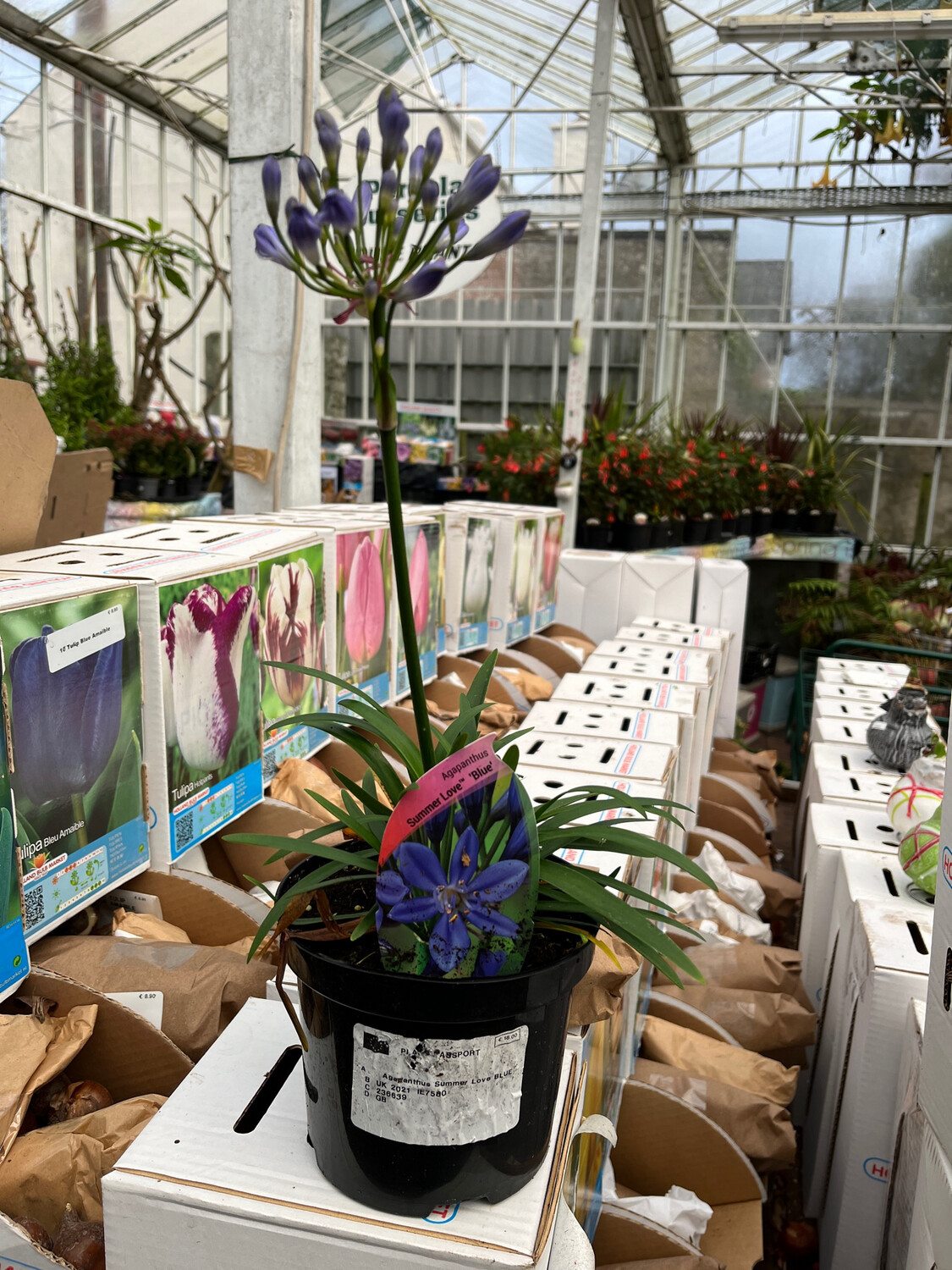 Agapanthus Summer Love Blue