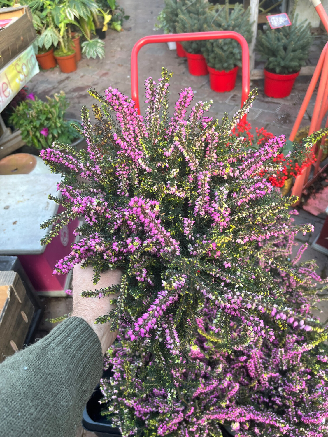 Erica - Darley Dale Pink Heather Extra Large 