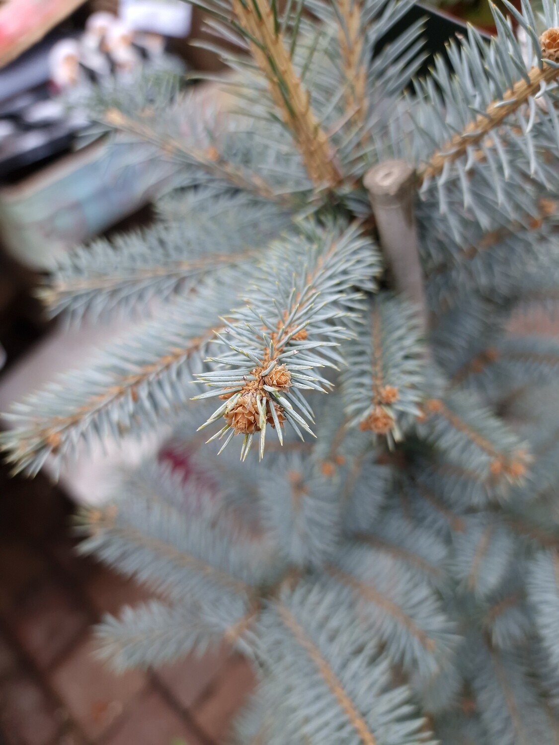 PICEA ''BABY BLUE'' Colorado Blue Spruce