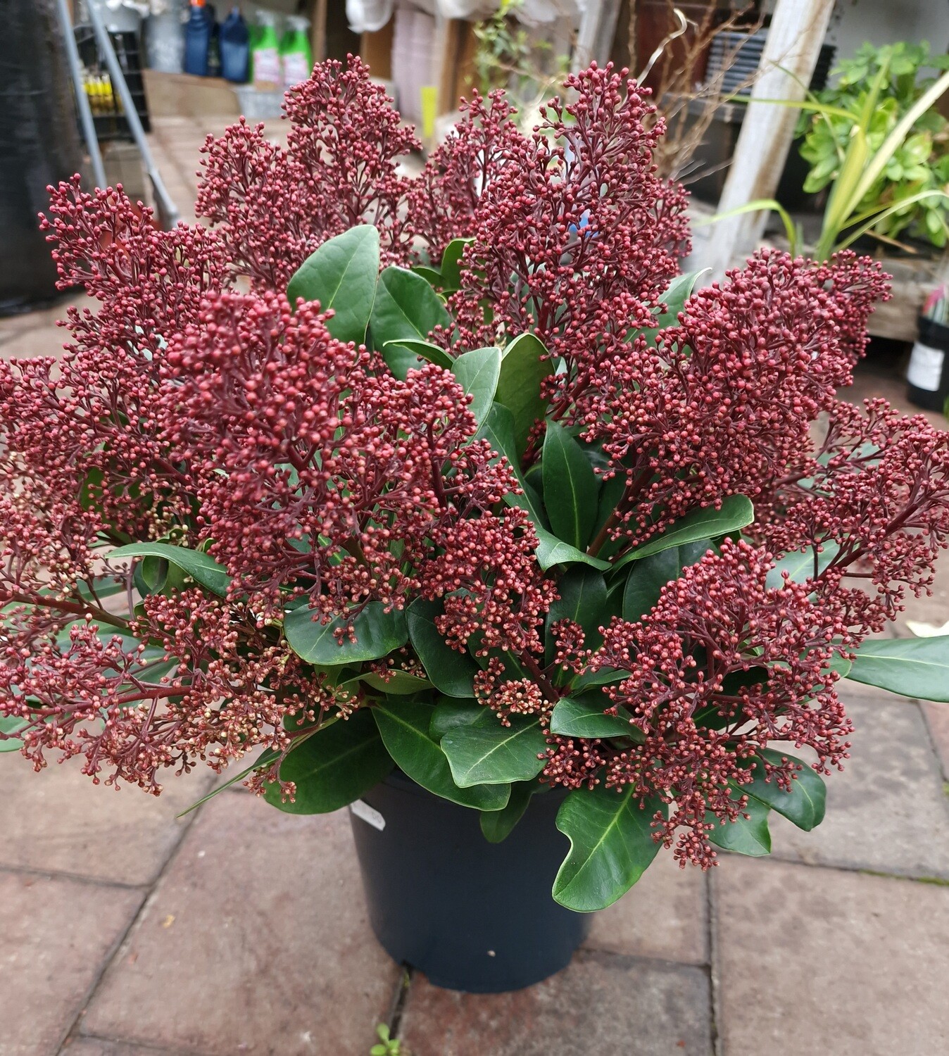 Skimmia Rubella Ruby XL