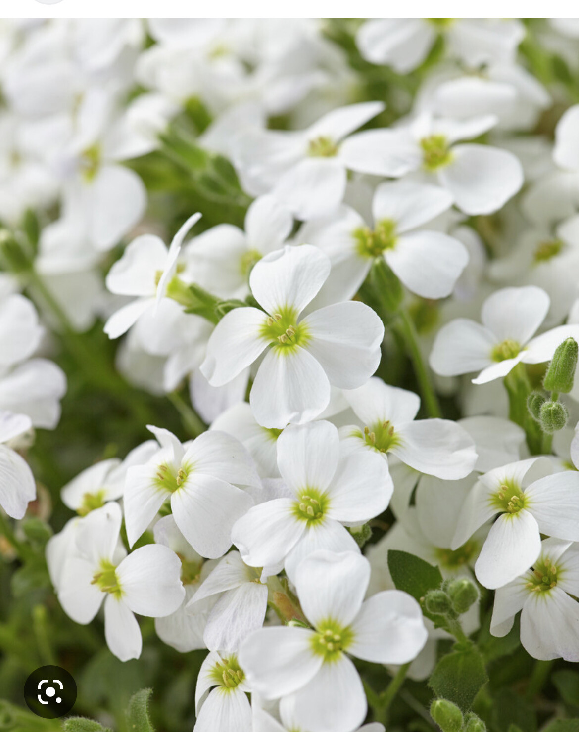 Aubretia -''Axcent White'' XL size  ,Rock Cress ,carpet plant that flowers for months. Winter hardy and lasts for years Rock Cress