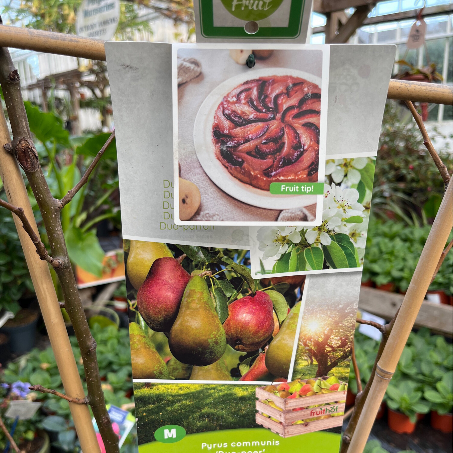 DUO PEAR two varieties on one tree . Heavy crops of delicious pears . Good in pots or open ground