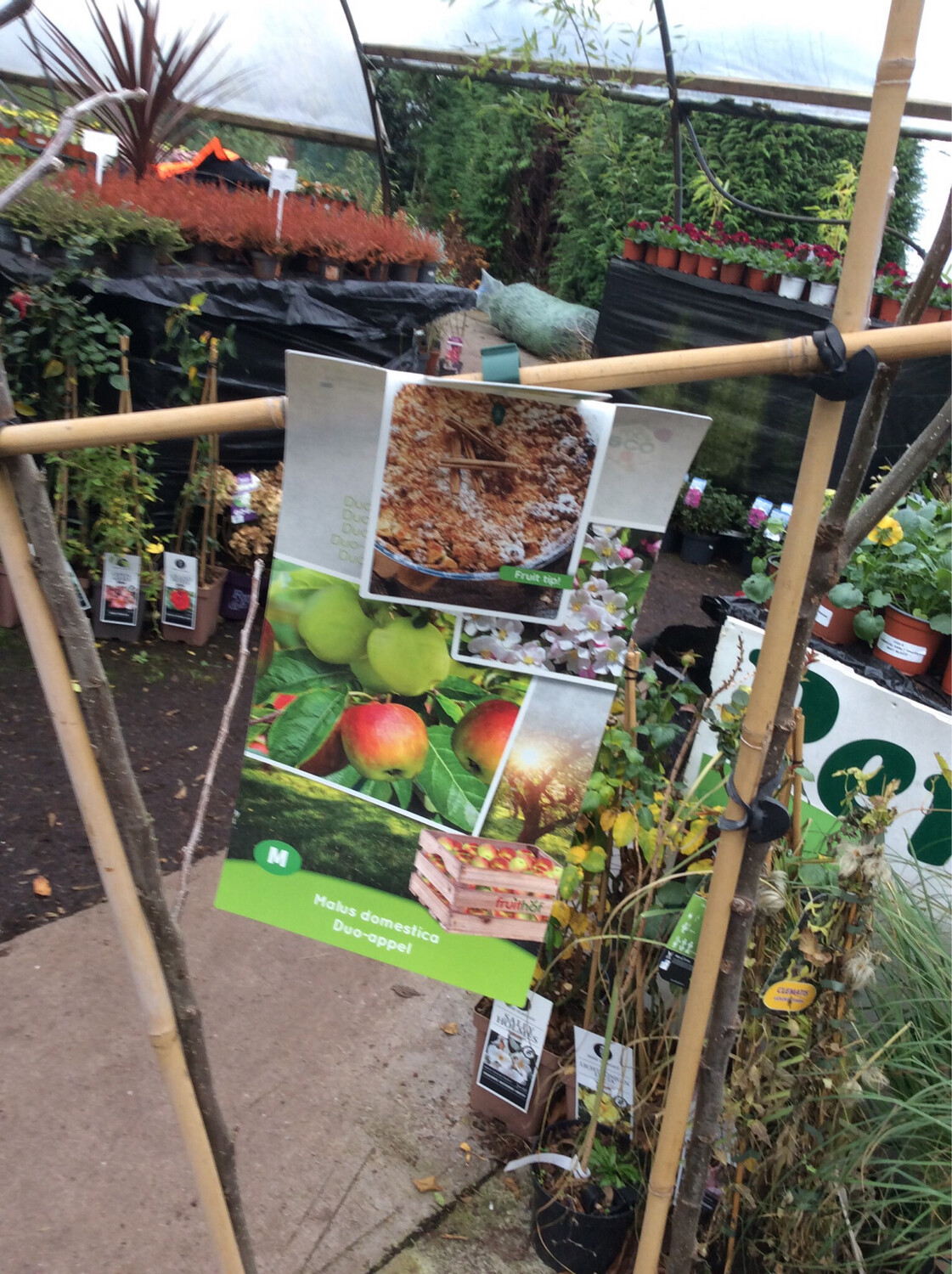 Duo Apple -  Two varieties on one tree.