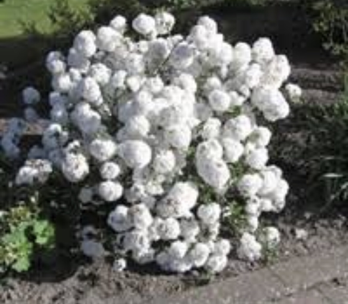 Viburnum &#39;Eskimo&#39; - Hardy shrub