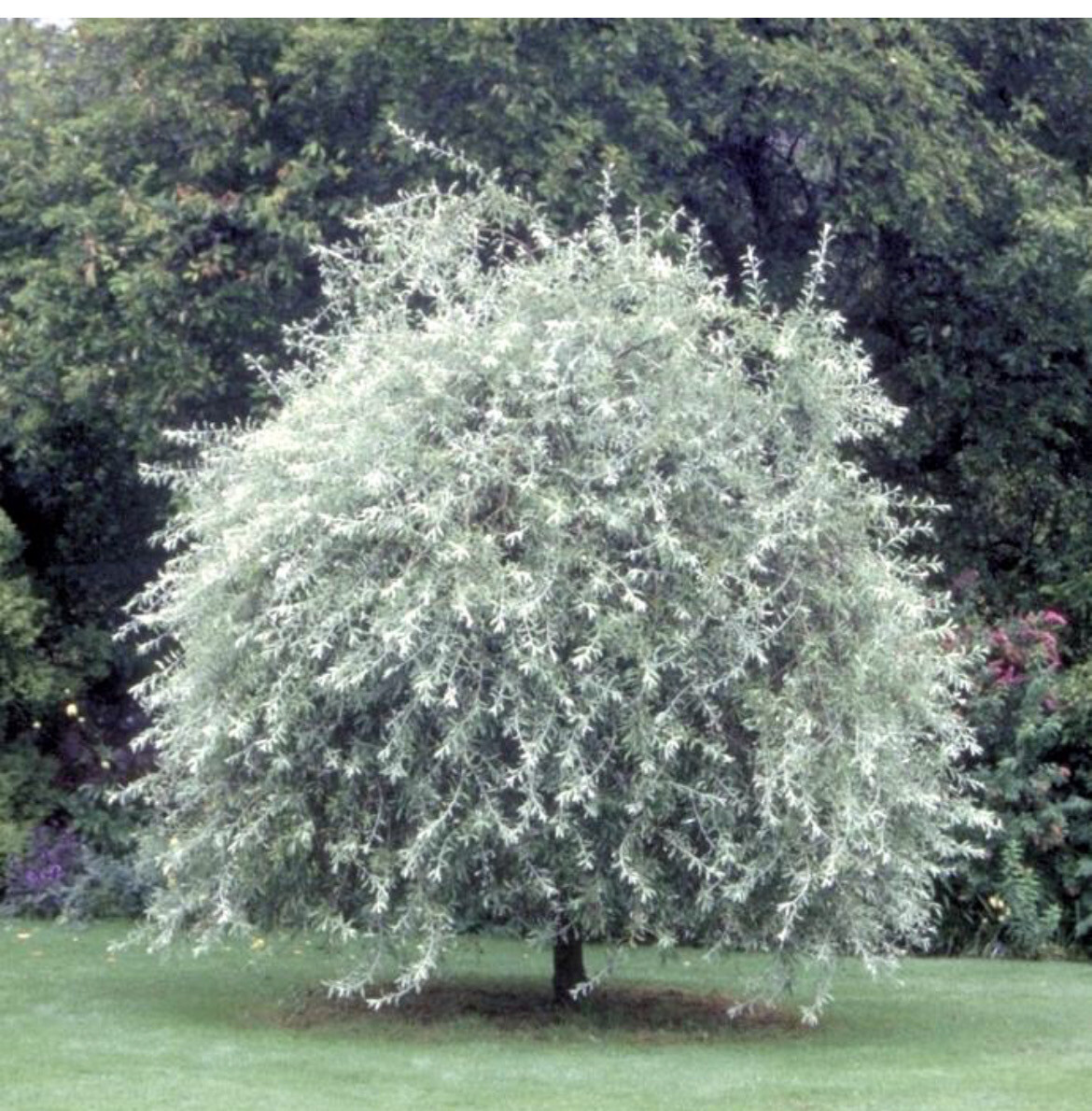 Weeping Pear ,tough weeping tree with silver foliage and white flowers. Strong bushy trees ready for planting 