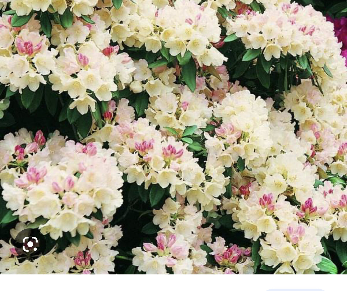 Rhododendron Golden Torch Dwarf Rhododendron with pink buds opening to creamy yellow .Strong pot grown 