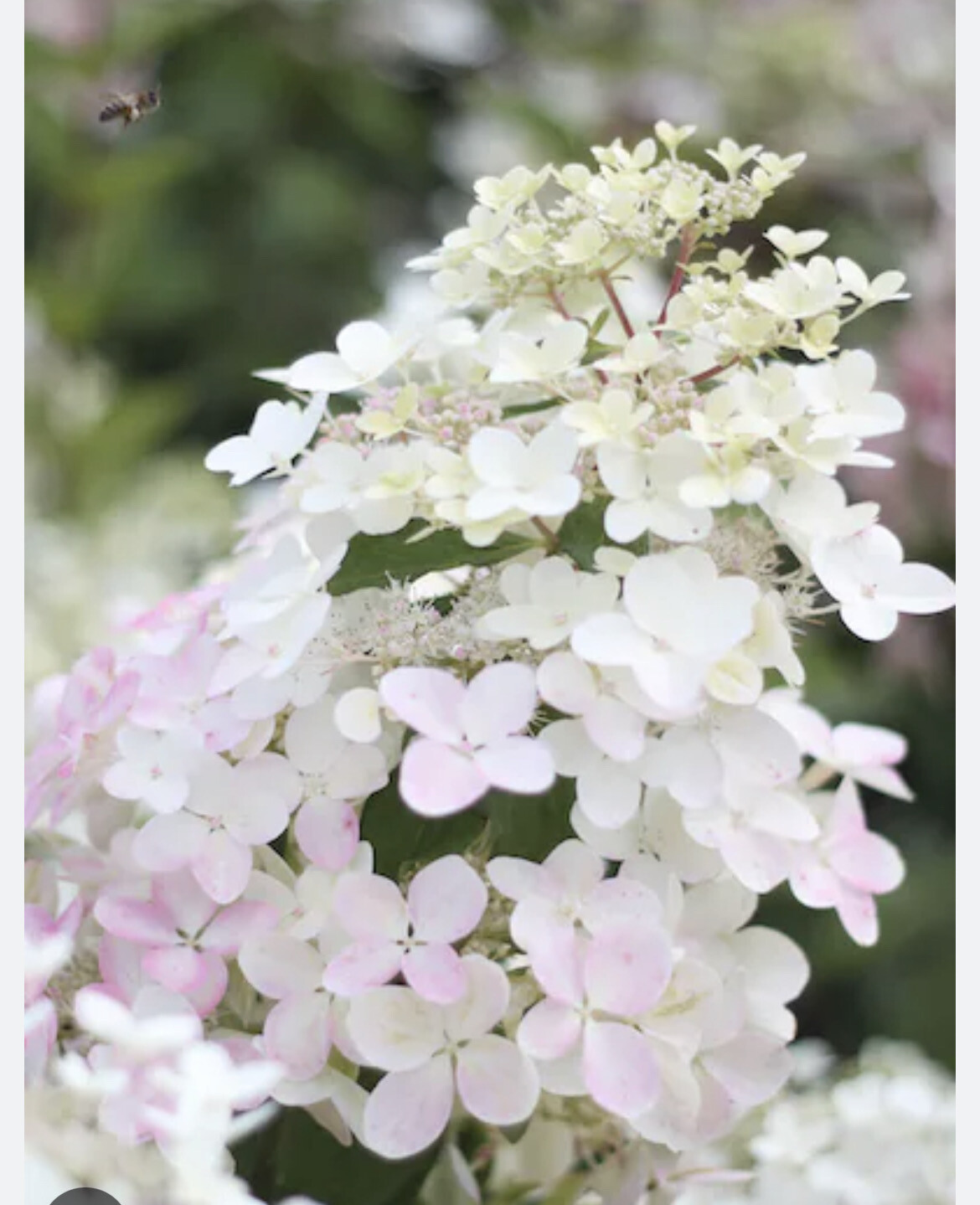 Hydrangea Angels Blush is a tough hardy panicle hydrangea that flowers from June until October 