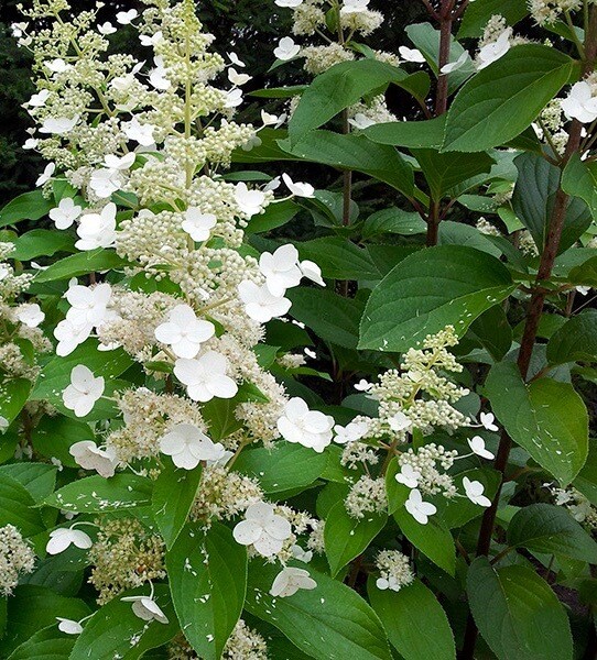 Hydrangea &#39;Brussels Lace&#39;