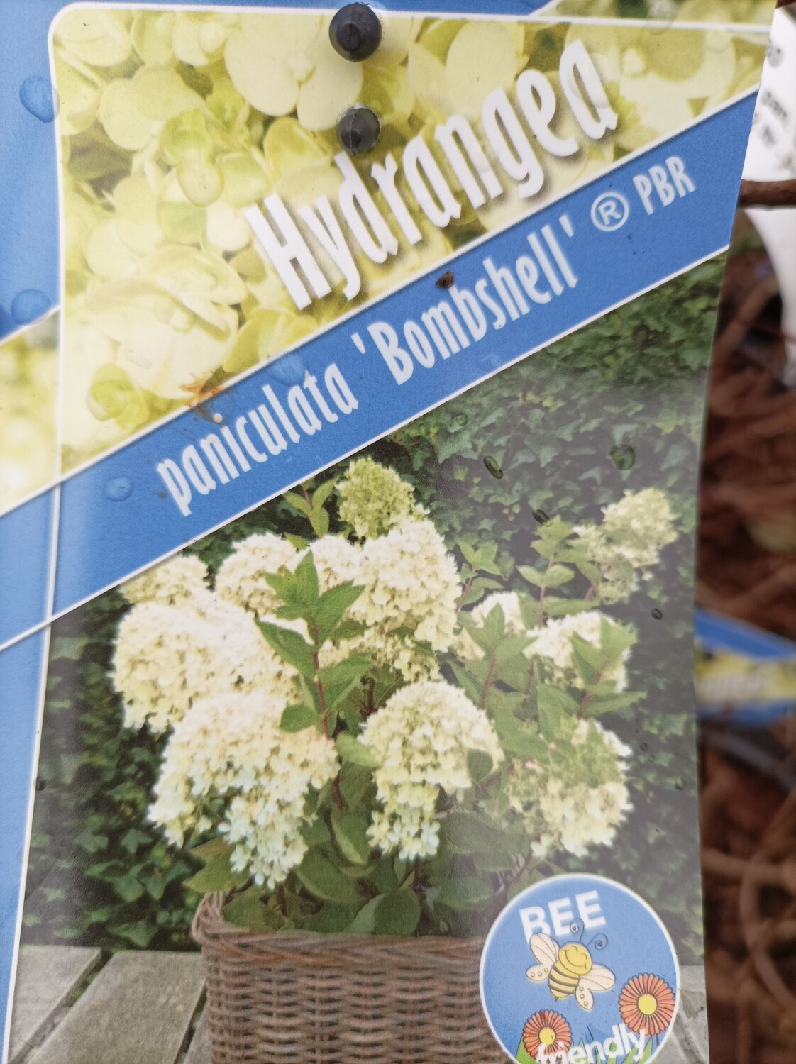 Hydrangea Bombshell Flowers from end of June/early July until October . Good in pots or beds .large white flowers with a hint of pink Winter hardy
