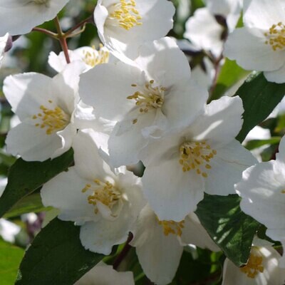 “Mock Orange” Philadelphus Virginal Sweetly Fragrant double white flowers in summer .A Magnet for bees and pollinators. Easy to grow shrub - LARGE SIZE