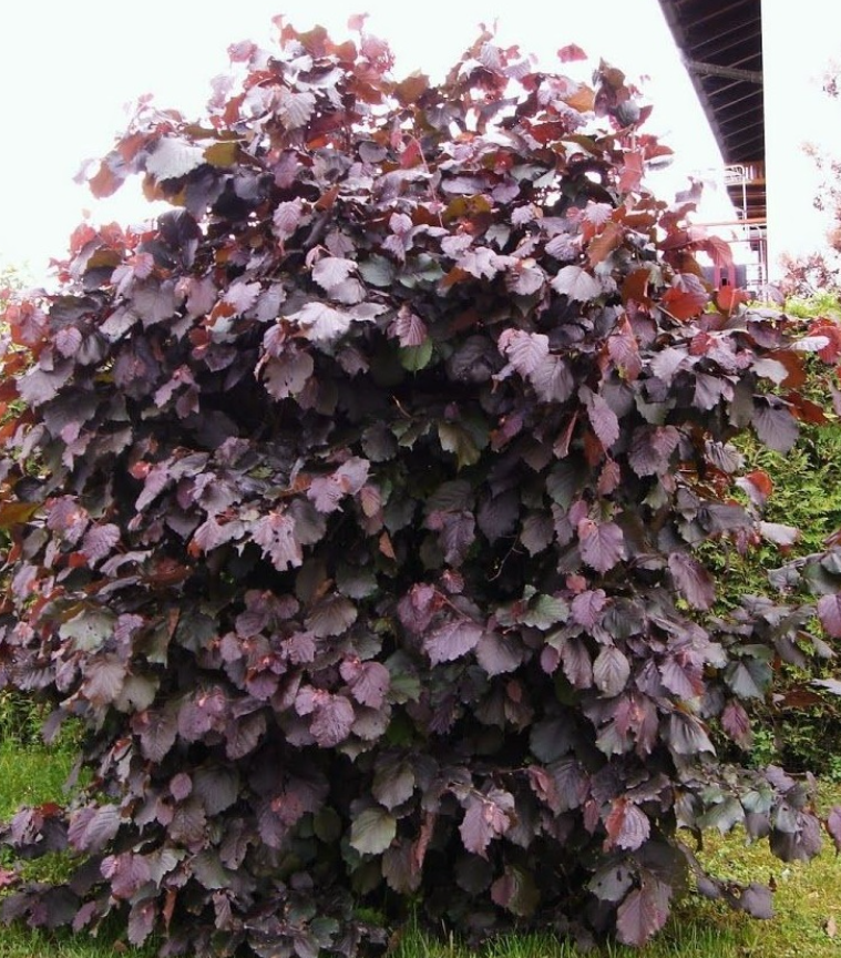 CORYLUS MAXIMA PURPUREA Purple Leaf Filbert ...related to native Hazel It has dark purple leaves and purple catkins In spring . Tough and hardy ,they are easy to establish!